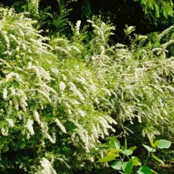 Buske Omnia Garden Norsk Brudspirea Grefsheim 30-50 cm
