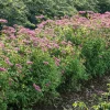 Buske Omnia Garden Rosenspirea 20-30 cm
