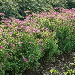 Buske Omnia Garden Rosenspirea 20-30 cm