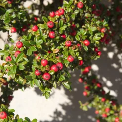 Buske Omnia Garden Skogholmsoxbär