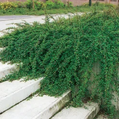 Buske Omnia Garden Skogholmsoxbär