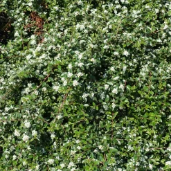 Buske Omnia Garden Skogholmsoxbär