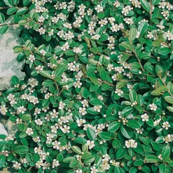 Buske Omnia Garden Skogholmsoxbär