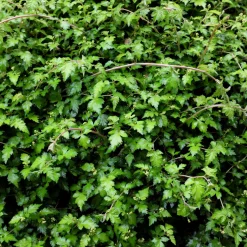 Buske Omnia Garden Stefanandra Liten
