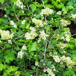 Buske Omnia Garden Stefanandra Liten