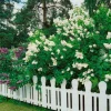 Buske Omnia Garden Syrén Vit 30-50cm