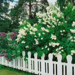 Buske Omnia Garden Syrén Vit 30-50cm
