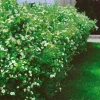 Buske Omnia Garden Trädgårdstok Sandved 20-40 cm