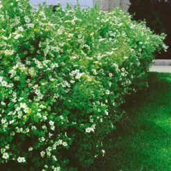 Buske Omnia Garden Trädgårdstok Sandved 20-40 cm