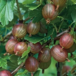 Buske Röda Krusbär Omnia Garden Stam 40-60 sth