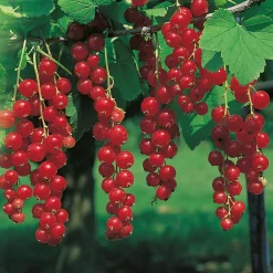 Buske Röda Vinbär Omnia Garden Jonkheer Van Teets 30-50 cm