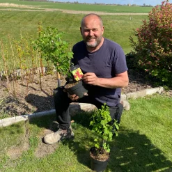 Buske Röda Vinbär Omnia Garden Jonkheer Van Teets 30-50 cm