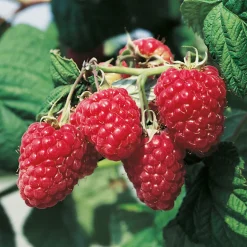 Buske Trädgårdshallon Omnia Garden Malling Promise