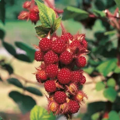 Buske Vinhallon Omnia Garden 60-80 cm