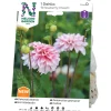 Dekorativdahlia Nelson Garden Strawberry Cream