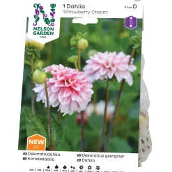 Dekorativdahlia Nelson Garden Strawberry Cream