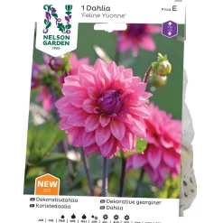Dekorativdahlia Nelson Garden Feline Yvonne