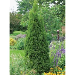 Ädeltuja Omnia Garden Smaragd 100-125 cm