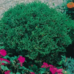 Dvärgtuja Omnia Garden Tiny Tim 25-30 cm