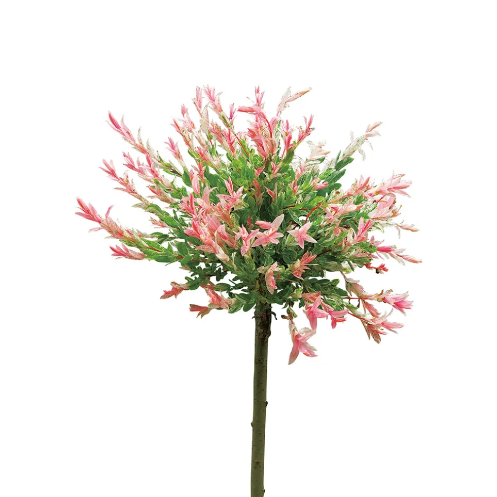 Eukalyptusvide Omnia Garden Prydnadsträd 80-100 cm Höjd, Grönt & Rosa Bladverk