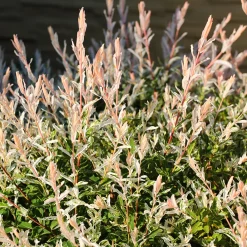 Eukalyptusvide Omnia Garden Prydnadsträd 80-100 cm Höjd, Grönt & Rosa Bladverk