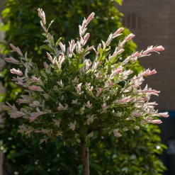 Eukalyptusvide Omnia Garden Prydnadsträd 80-100 cm Höjd, Grönt & Rosa Bladverk
