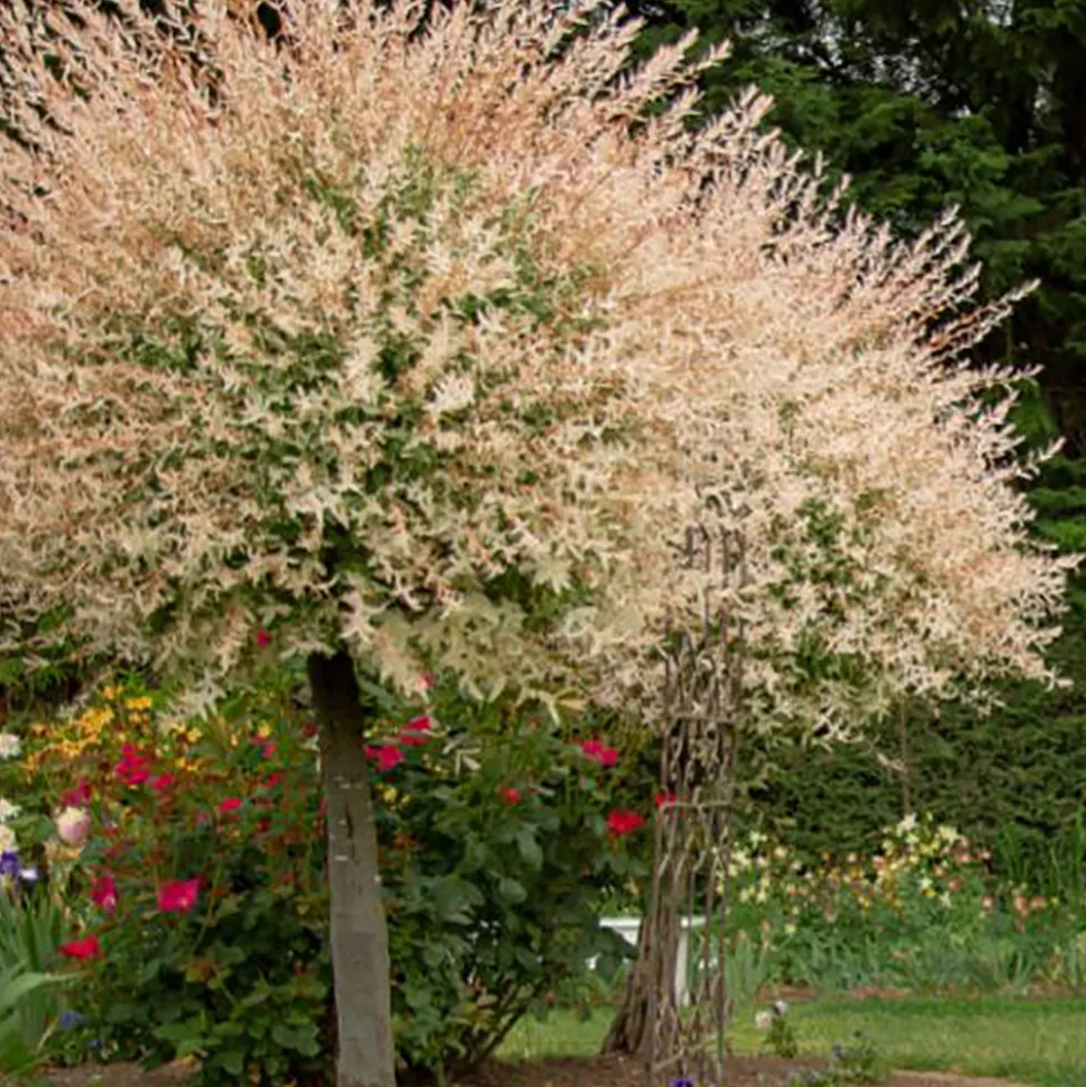 Eukalyptusvide Omnia Garden Prydnadsträd 80-100 cm Höjd, Grönt & Rosa Bladverk