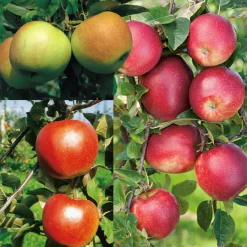 Familjeträd Omnia Garden Äpple