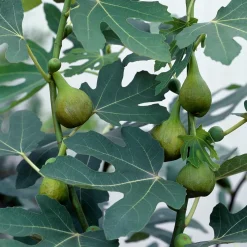 Fikonbuske Omnia Garden
