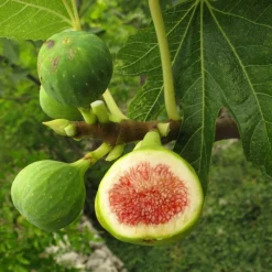 Fikonbuske Omnia Garden