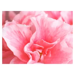 Fototapet Arkiio Rosa Azalea Blommor