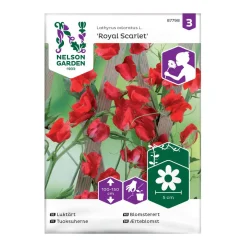Frö Luktärt Nelson Garden Royal Scarlet Röd