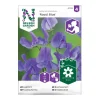 Frö Luktärt Nelson Garden Royal Blue Blå