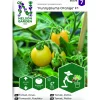 Frö Nelson Garden Tomat Funnyplums Orange F1 Kruktomat
