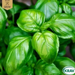 Fröpåse Eco Grow Basilika Italiano Classico