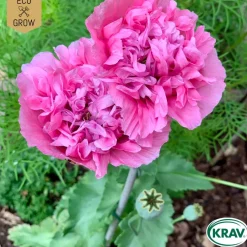 Fröpåse Eco Grow Pionvallmo Papaver Somniferum
