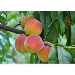 Fruktträd Omnia Garden Persikoträd Frost-Resistent, Fullvuxen 2-4m