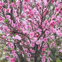 Fruktträd Omnia Garden Persikoträd Frost-Resistent, Fullvuxen 2-4m