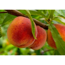 Fruktträd Omnia Garden Persikoträd Frost-Resistent, Fullvuxen 2-4m