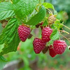 Hallon Omnia Garden Rubus Autumn Bliss E