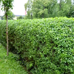 Häck Omnia Garden Bredbladiga Liguster