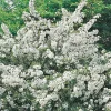 Häck Omnia Garden Bukettapel 30-50 cm