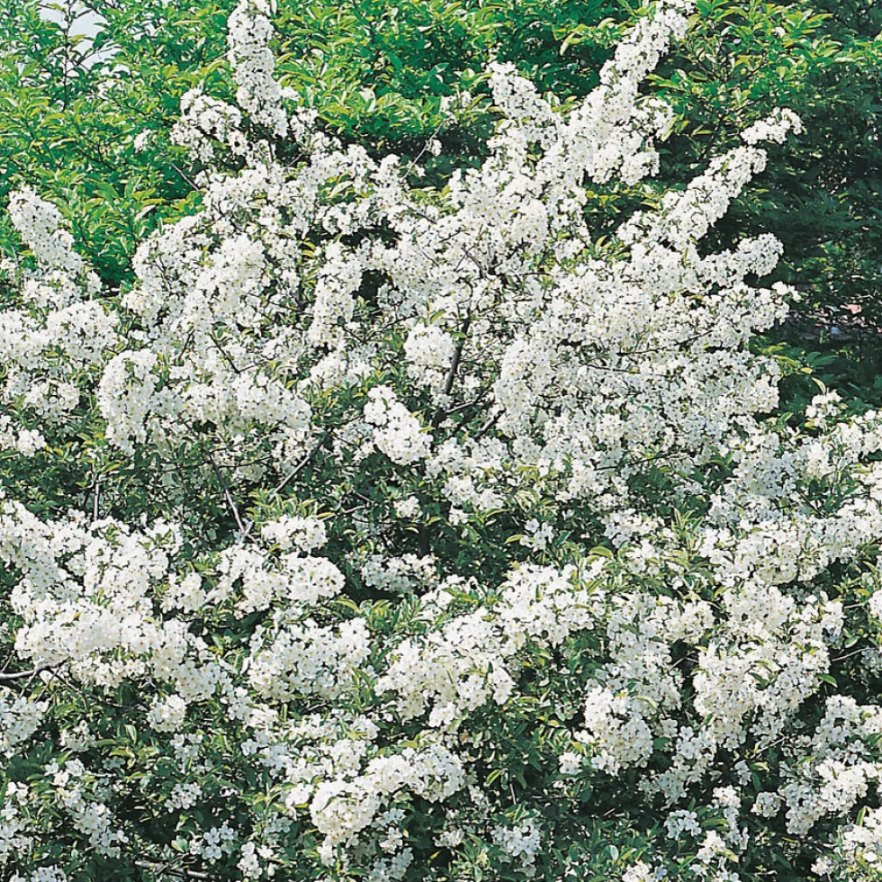 Häck Omnia Garden Bukettapel 30-50 cm
