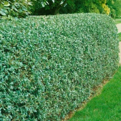 Häck Omnia Garden Liguster 40-60 cm