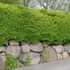 Häck Omnia Garden Måbär 40-60 cm