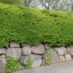 Häck Omnia Garden Måbär 40-60 cm