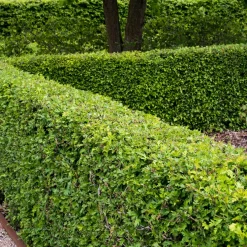 Häck Omnia Garden Trubbhagtorn