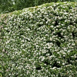 Häck Omnia Garden Trubbhagtorn