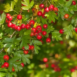 Häck Omnia Garden Trubbhagtorn