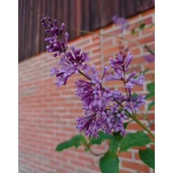 Häck Omnia Garden Ungersk Syrén "Oden E"
